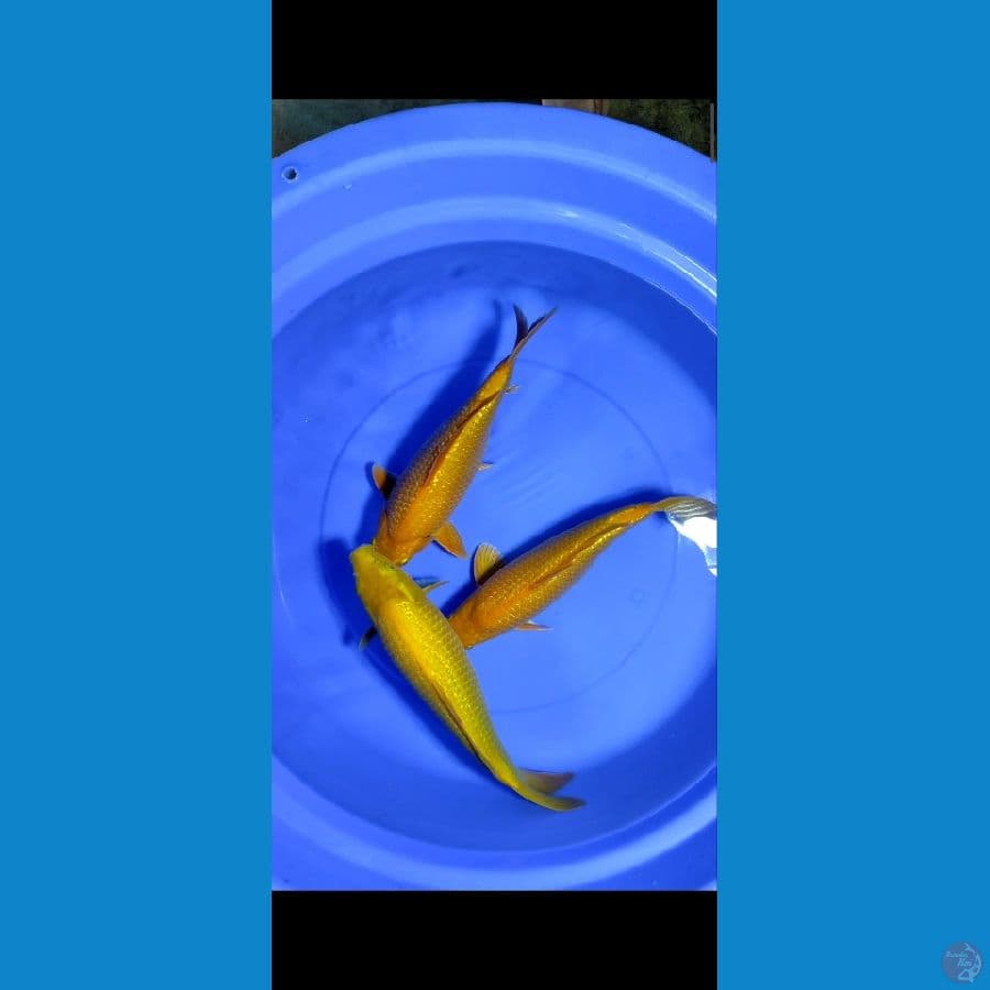 35-37cm punuk bulky