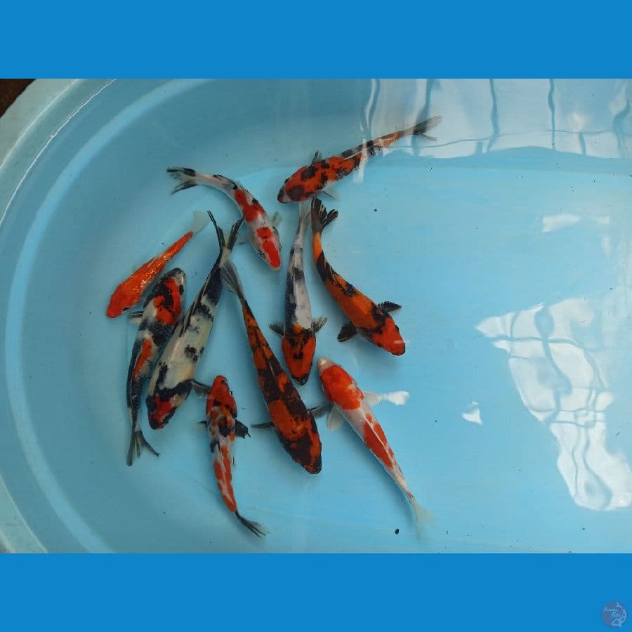 MIX 15-20cm
