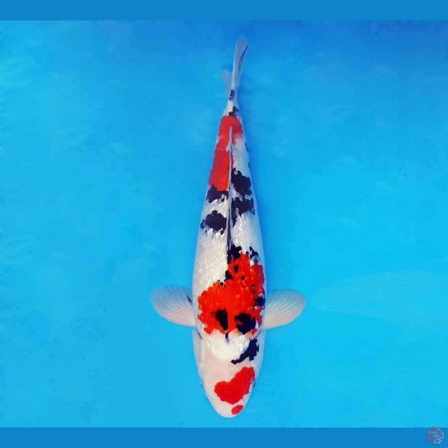 ASSASSIN 1 ~ Sanke Gin Rin 41 cm/male ™