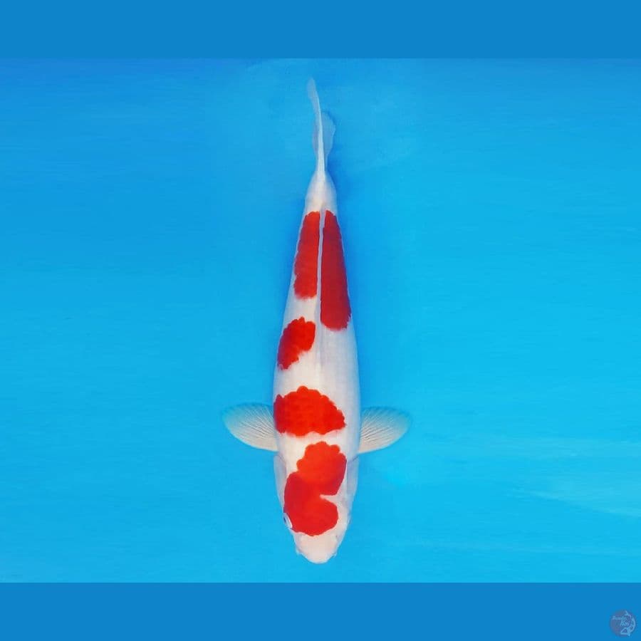 ASSASSIN 3 ~ Kohaku 35 cm/male ™