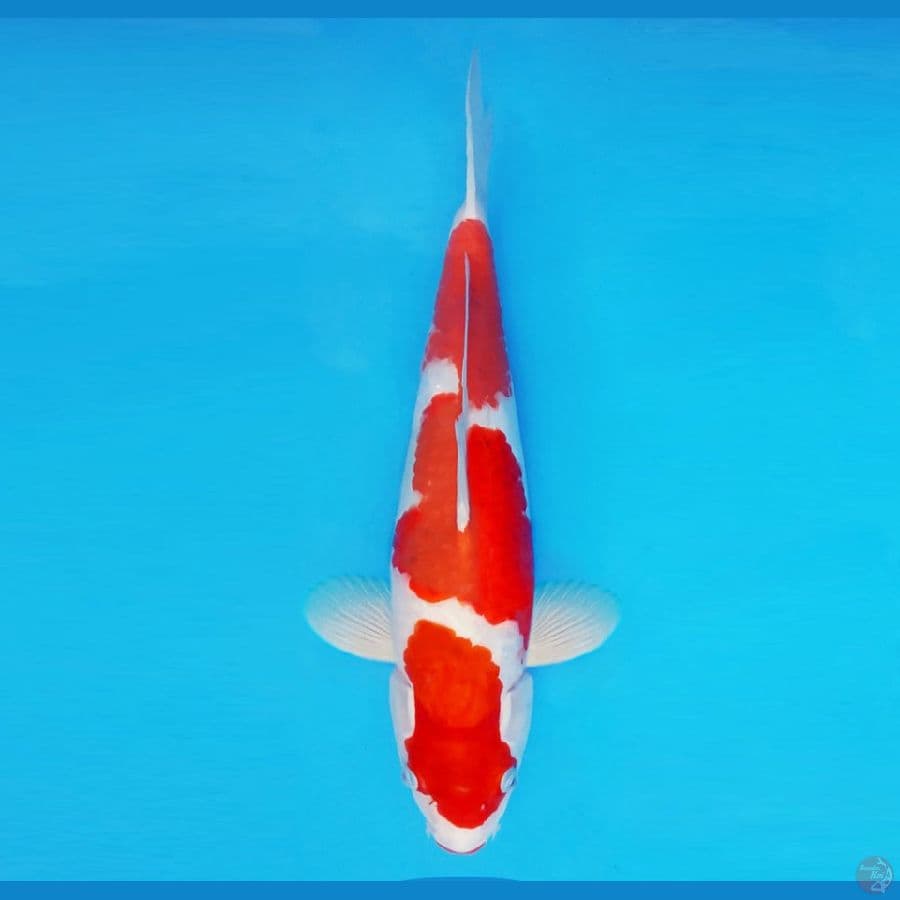ASSASSIN 4 ~ Ai Goromo 37 cm/male ™