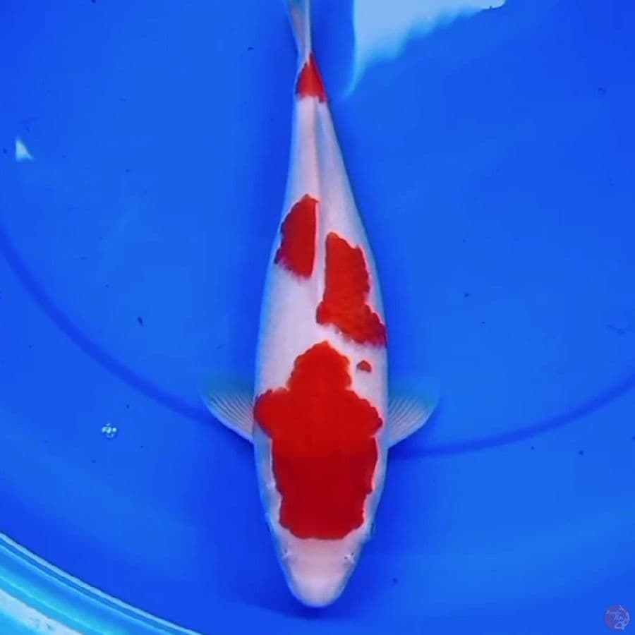 32cm KOHAKU RED DEVILS 