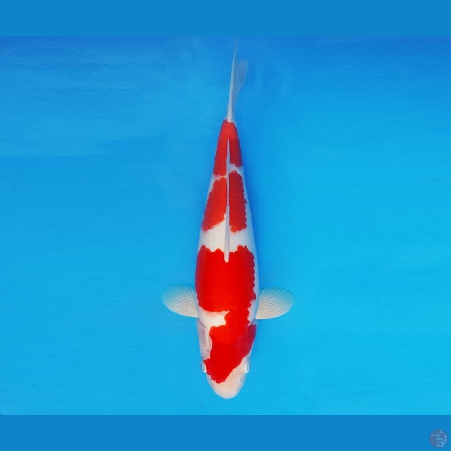 ASSASSIN 6 ~ Kohaku 33 cm/male ™