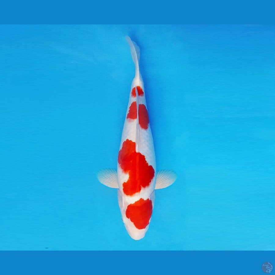 ASSASSIN 9 ~ Kohaku 37 cm/fm ™