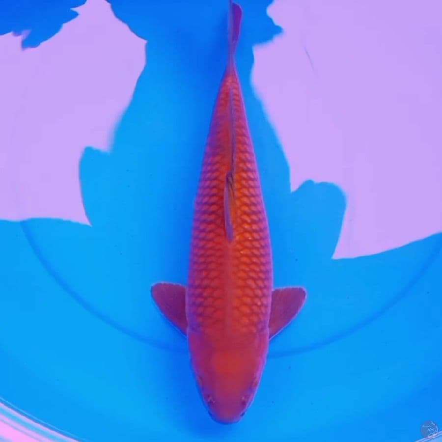 42cm CHAGOI TEMBAGA JINAK