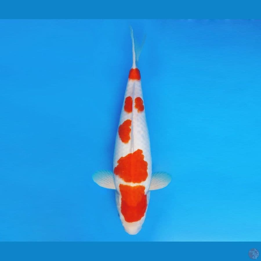 ASSASSIN 15 ~ Kohaku 37 cm/fm ™