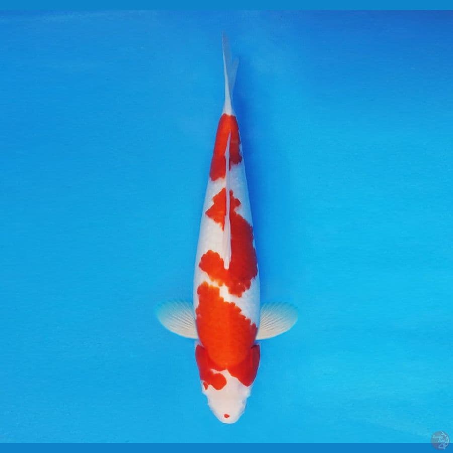 ASSASSIN 16 ~ Ai Goromo 36 cm/male ™