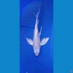 platinum slayer 34 cm
