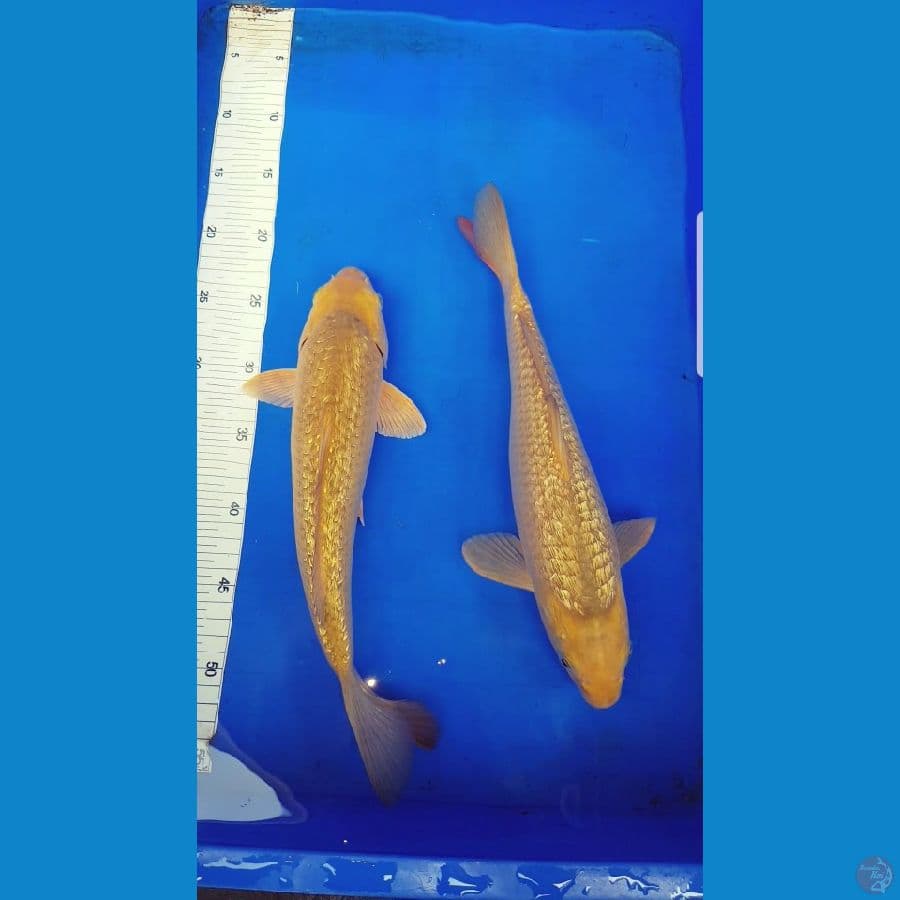 MIDORY GOLD 35,36 cm