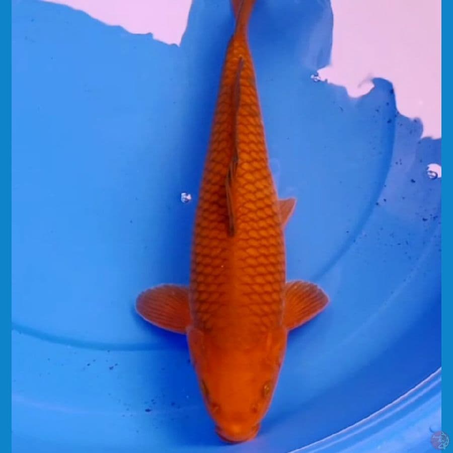 39cm F1 CHAGOI BULKY