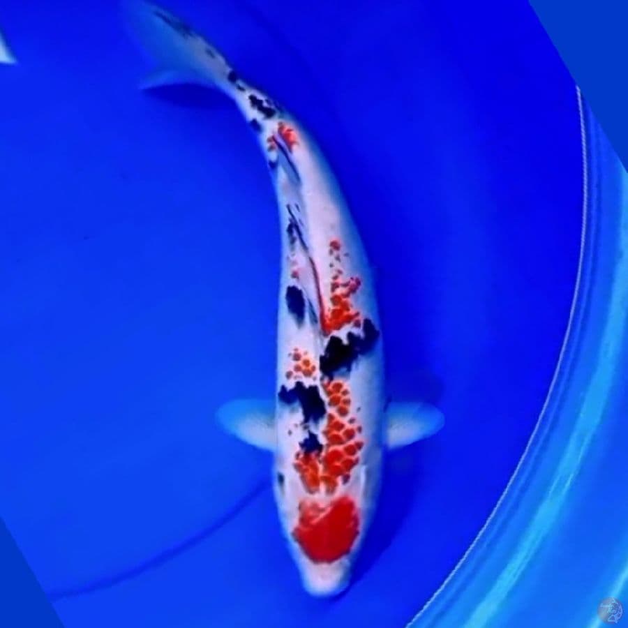 37cm KANOKO MARUTEN SANKE