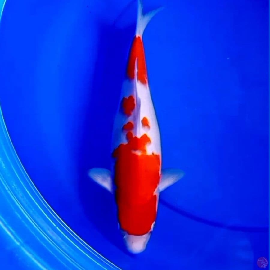 37cm F1 KOHAKU RED DEVIL