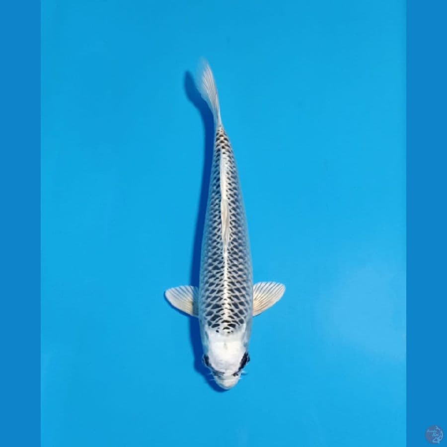 Gin Matsuba 37cm Male