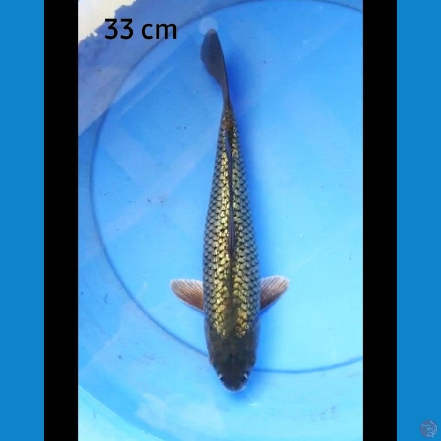 Blackdiamond 33 cm