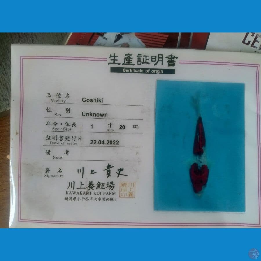 Ghosiki 25cm Import