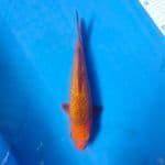 CARAMEL GINRIN SQ 22CM