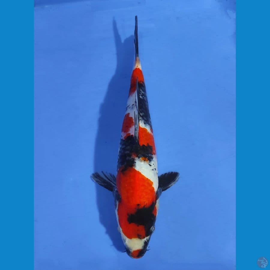 SANDAN SHOWA KUCHIBENI - 30CM
