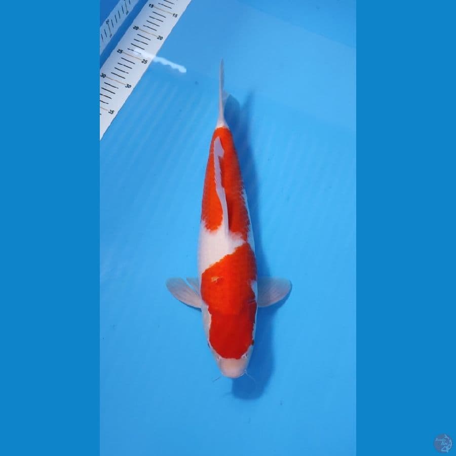 KOHAKU BAKAT JUMBO 40CM - FEEMALE 