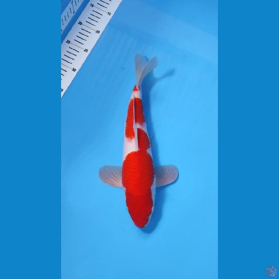 KOHAKU RED STRONG 34CM - MALE 