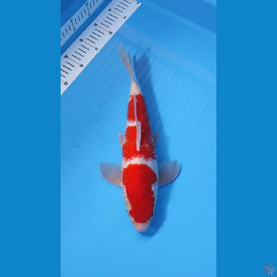 KOHAKU RED STRONG 33 CM - MALE 