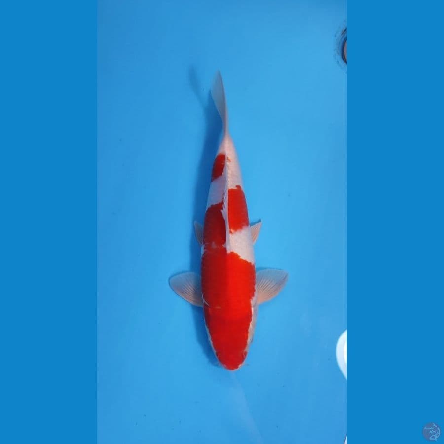 KOKAHU 33CM - FEEMALE