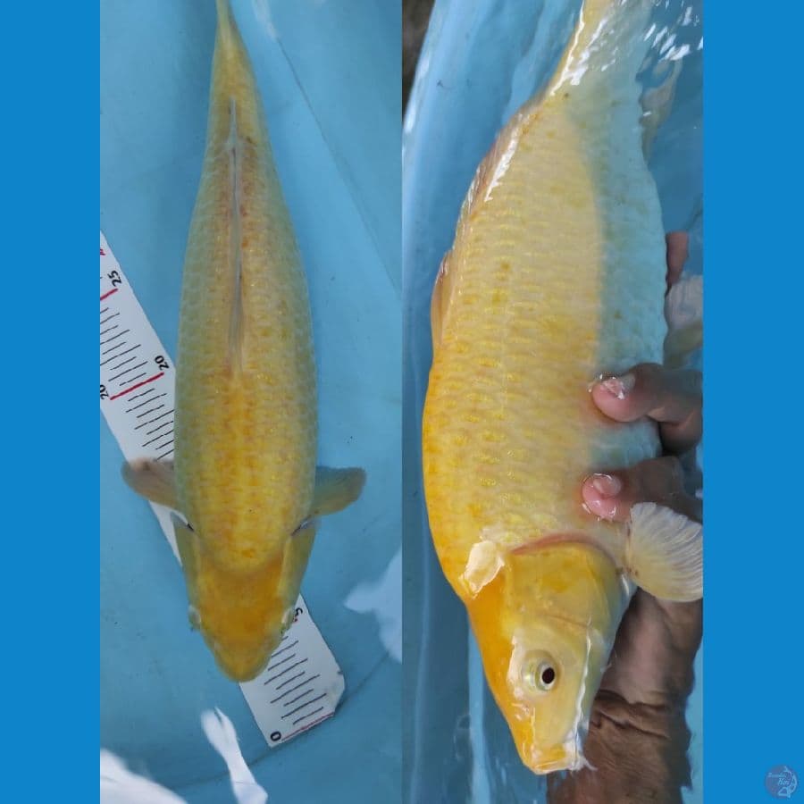 karari 37cm 