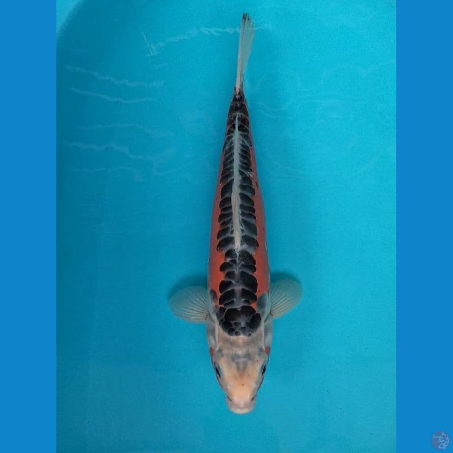 Shusui 36cm M