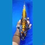 kiko 
