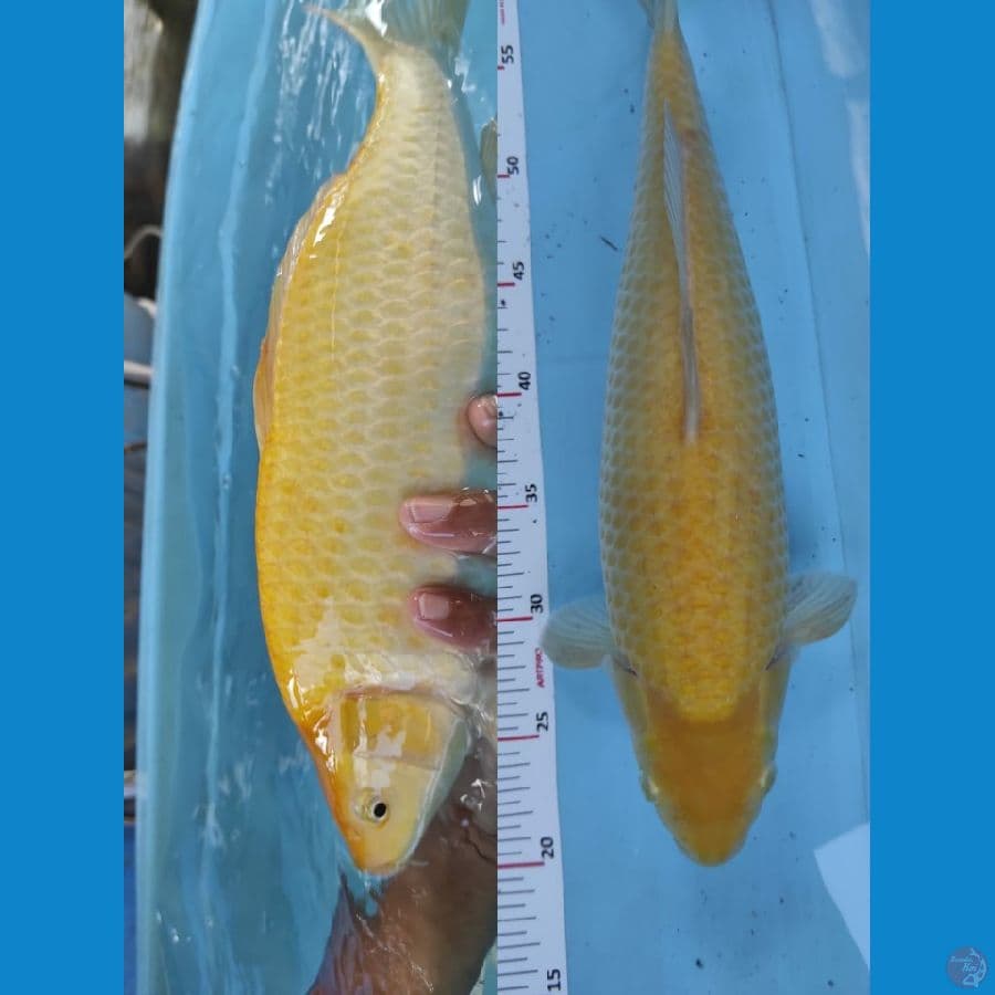 karasi 39cm