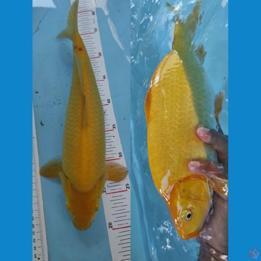 karasi 37cm