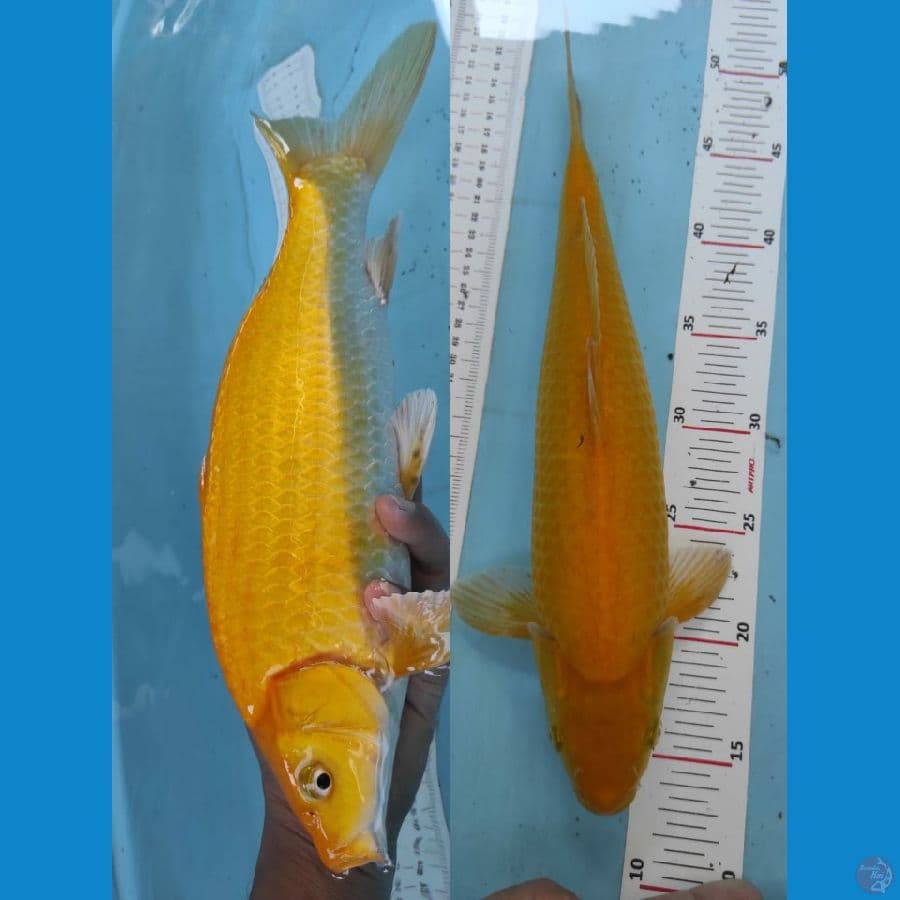 karasi 36cm