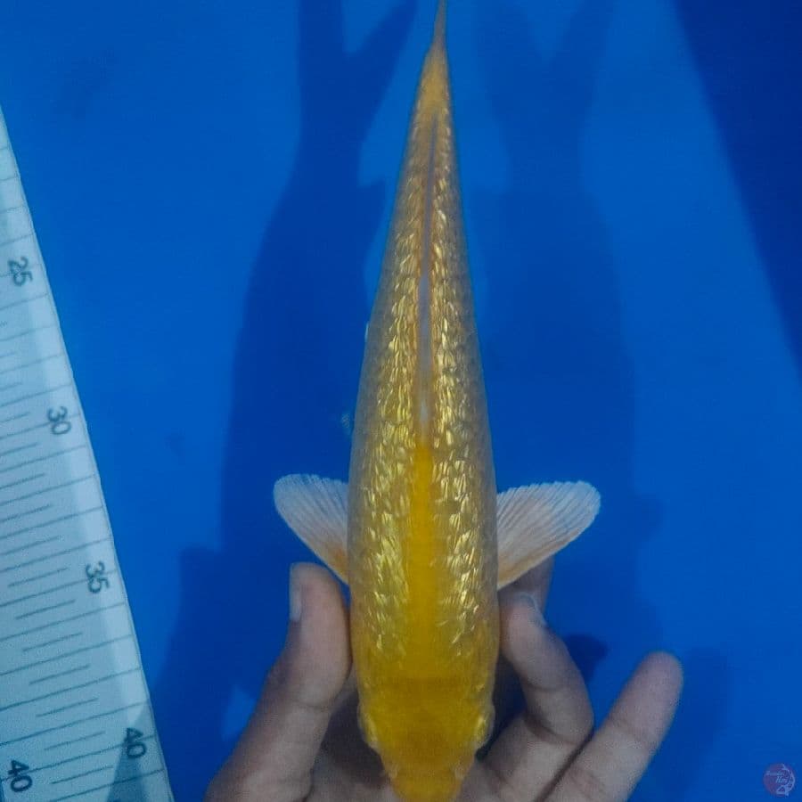 26CM* KARASHI GINRIN MM PUNUKAN 