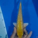 26CM* KARASHI GINRIN MM PUNUKAN 