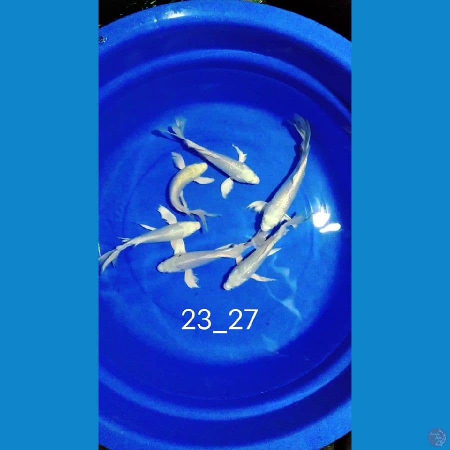 kumpay platinum 23_27cm