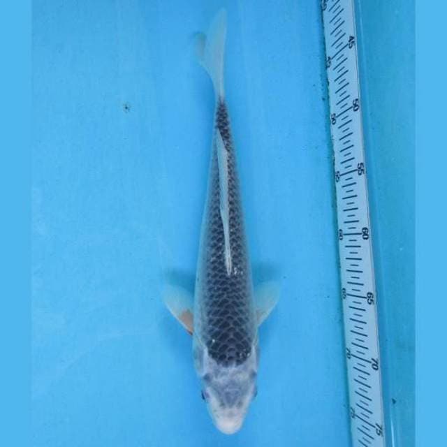 Asagi 33cm