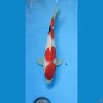 showa33cm