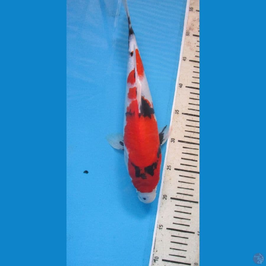 showa35cm