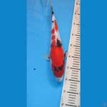 showa35cm