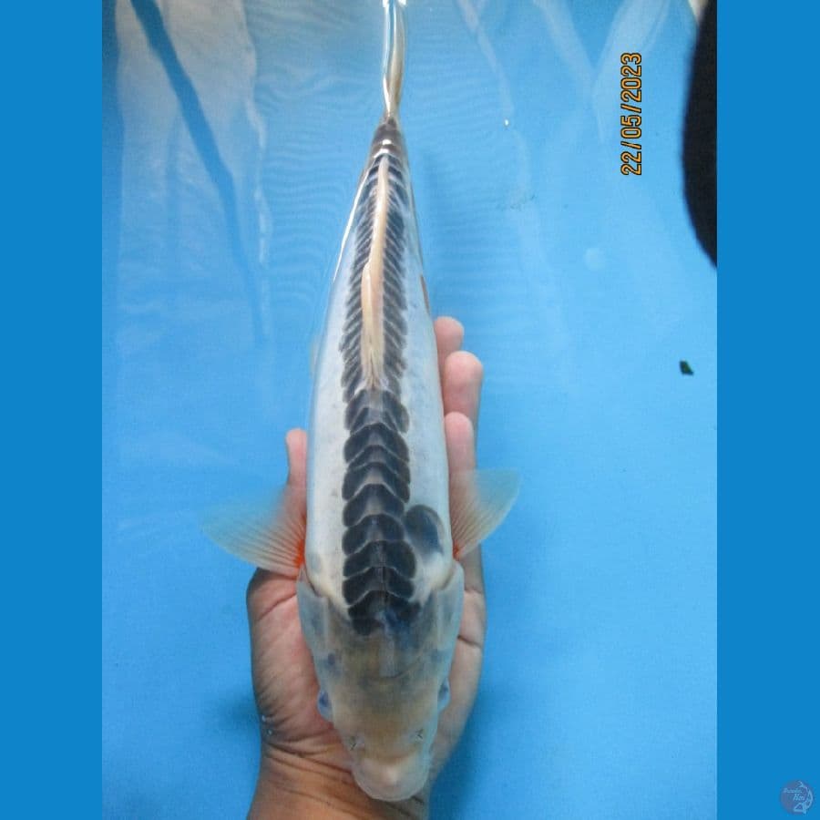 shusui33cm