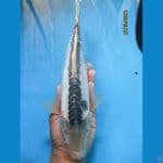 shusui33cm