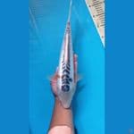shusui39cm