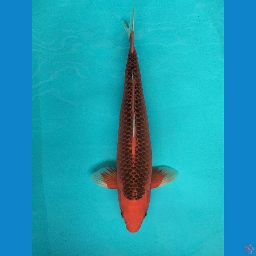 Akamatsuba 40cm.F