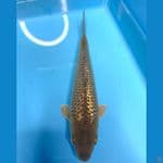22 cm midori ginrin