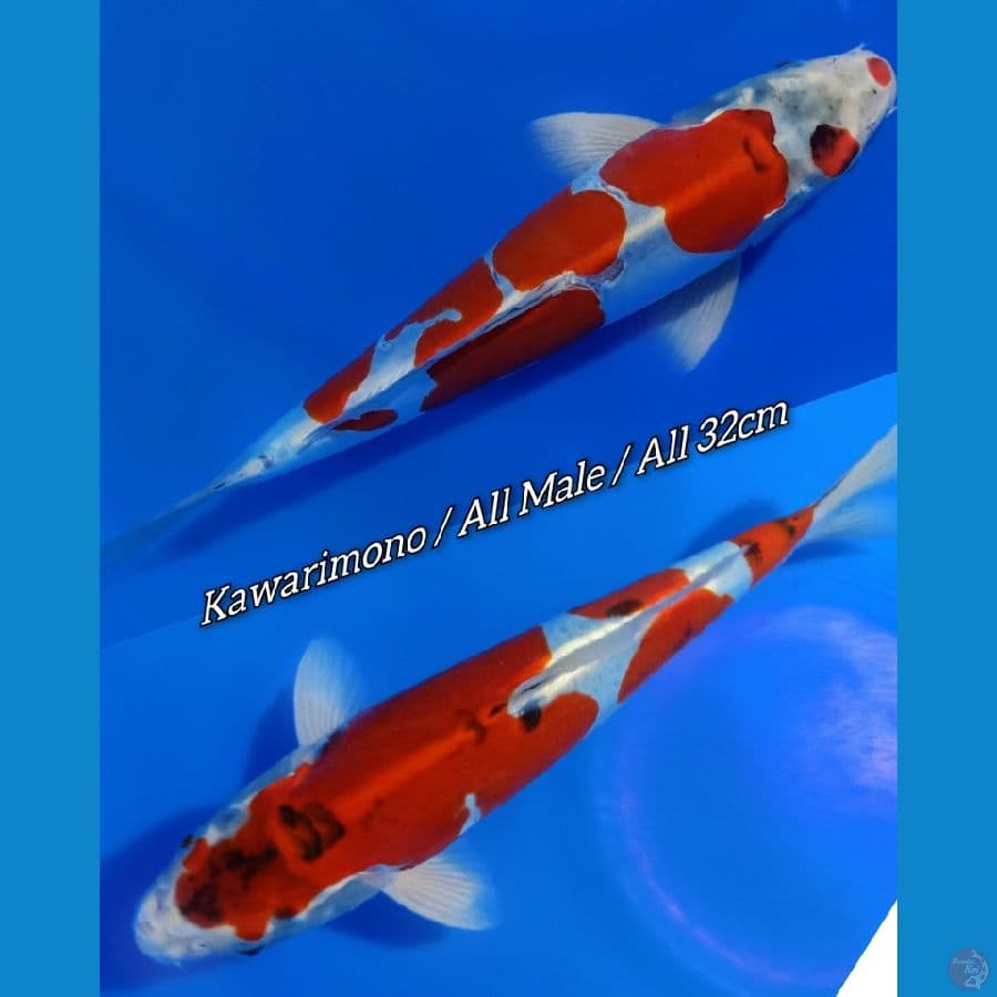 DOITSU ANTIKAN 2ekor ALL32CM 