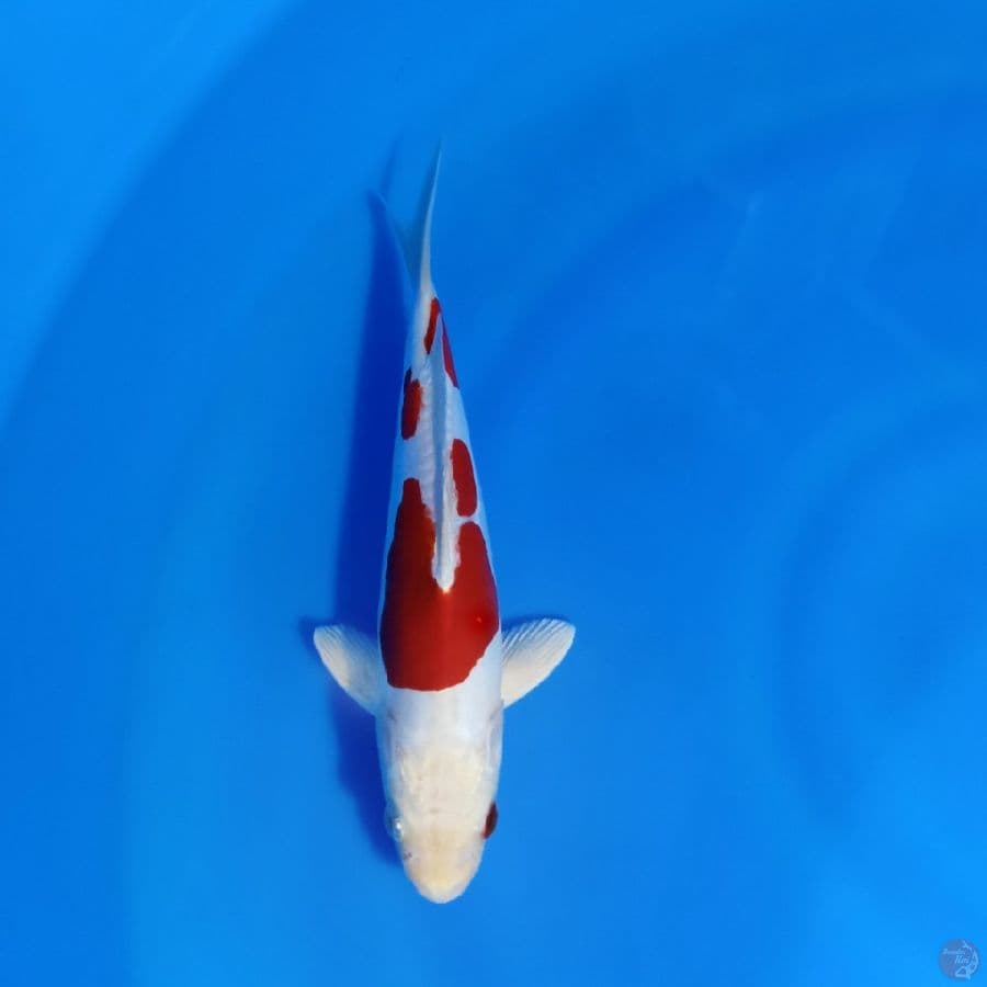 SQ BOZU ki_kushui . male 25cm