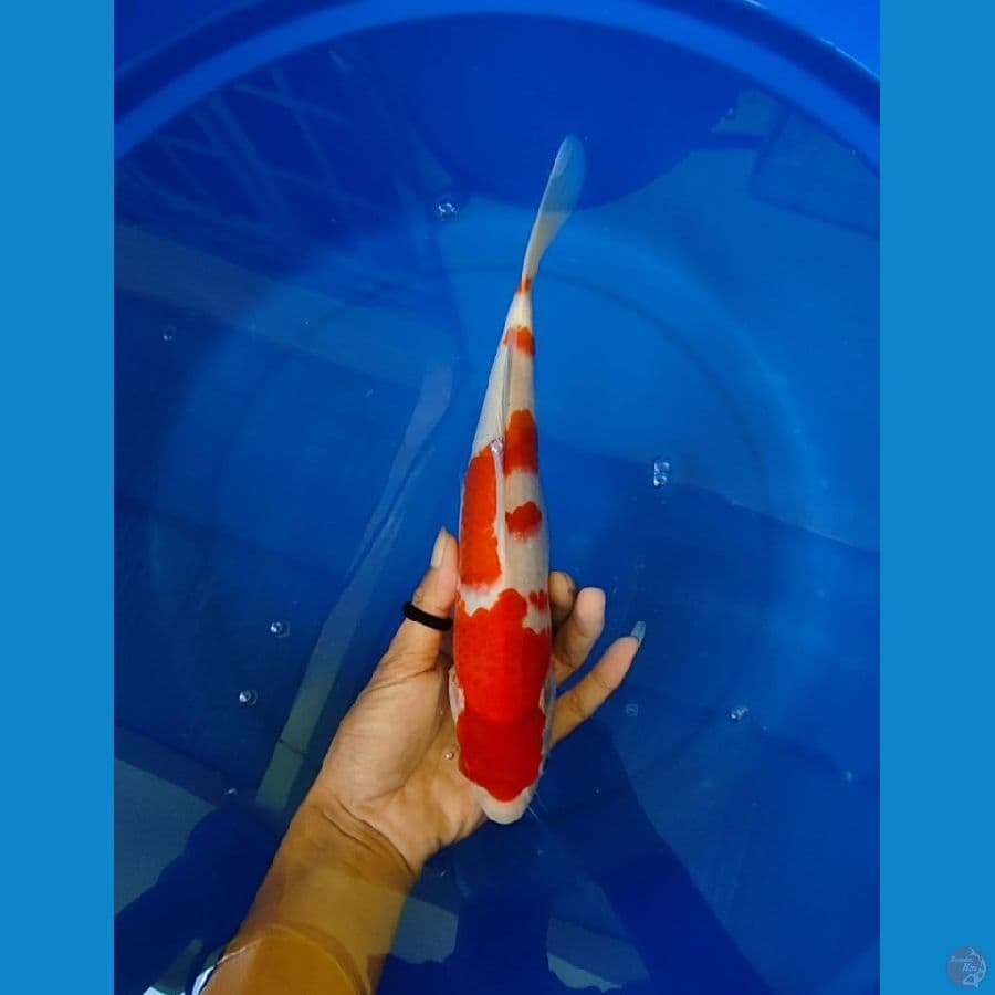kohaku 30 cm