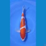 KOHAKU BAKAT JUMBO ~38cm/Feemale~