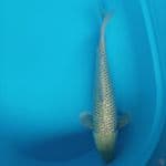 soragoi male 44 cm