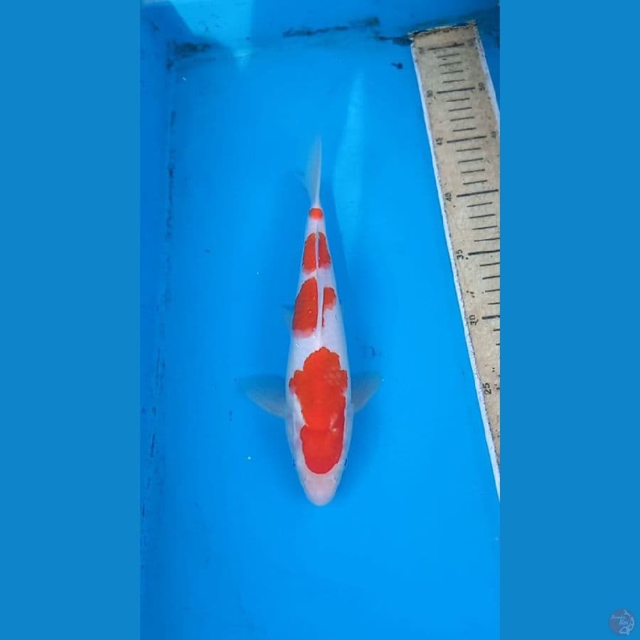 Male 25cm