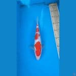 Male 25cm